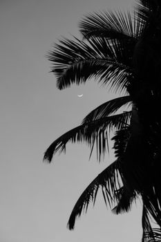 Black and white silhouette of palm trees against a crescent moon in the evening sky.