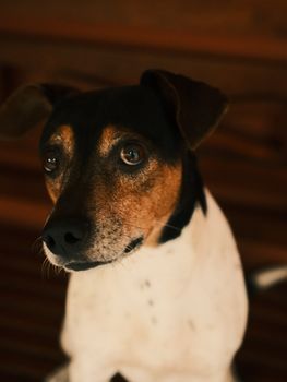 Close-up of a cute brown and white dog indoors with curious expression.