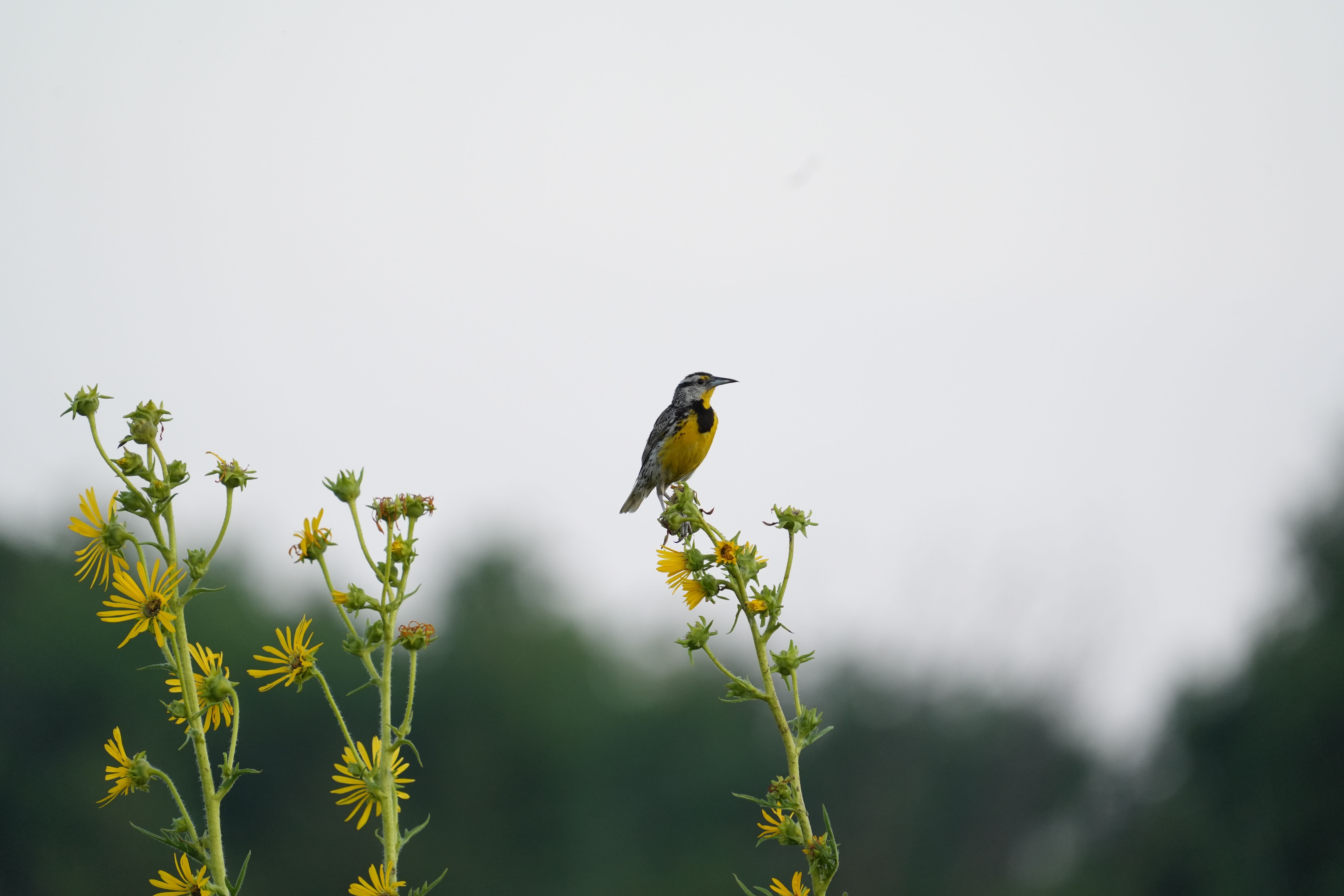 A yellow-throated bird perched on vibrant wildflowers against a blurred natural backdrop.