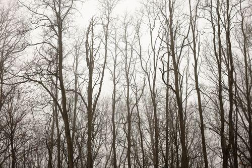 Free Bare trees in a foggy winter forest create a hauntingly beautiful silhouette. Stock Photo