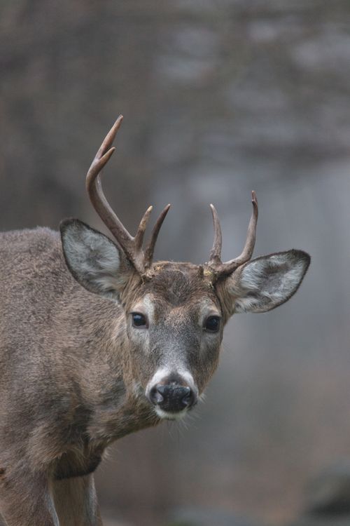 Free Portrait of a white-tailed deer buck with antlers in a natural setting during winter. Stock Photo