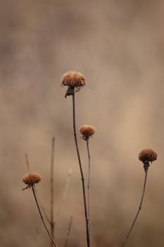 Close-up of dried wildflowers against a blurred autumn field background.
