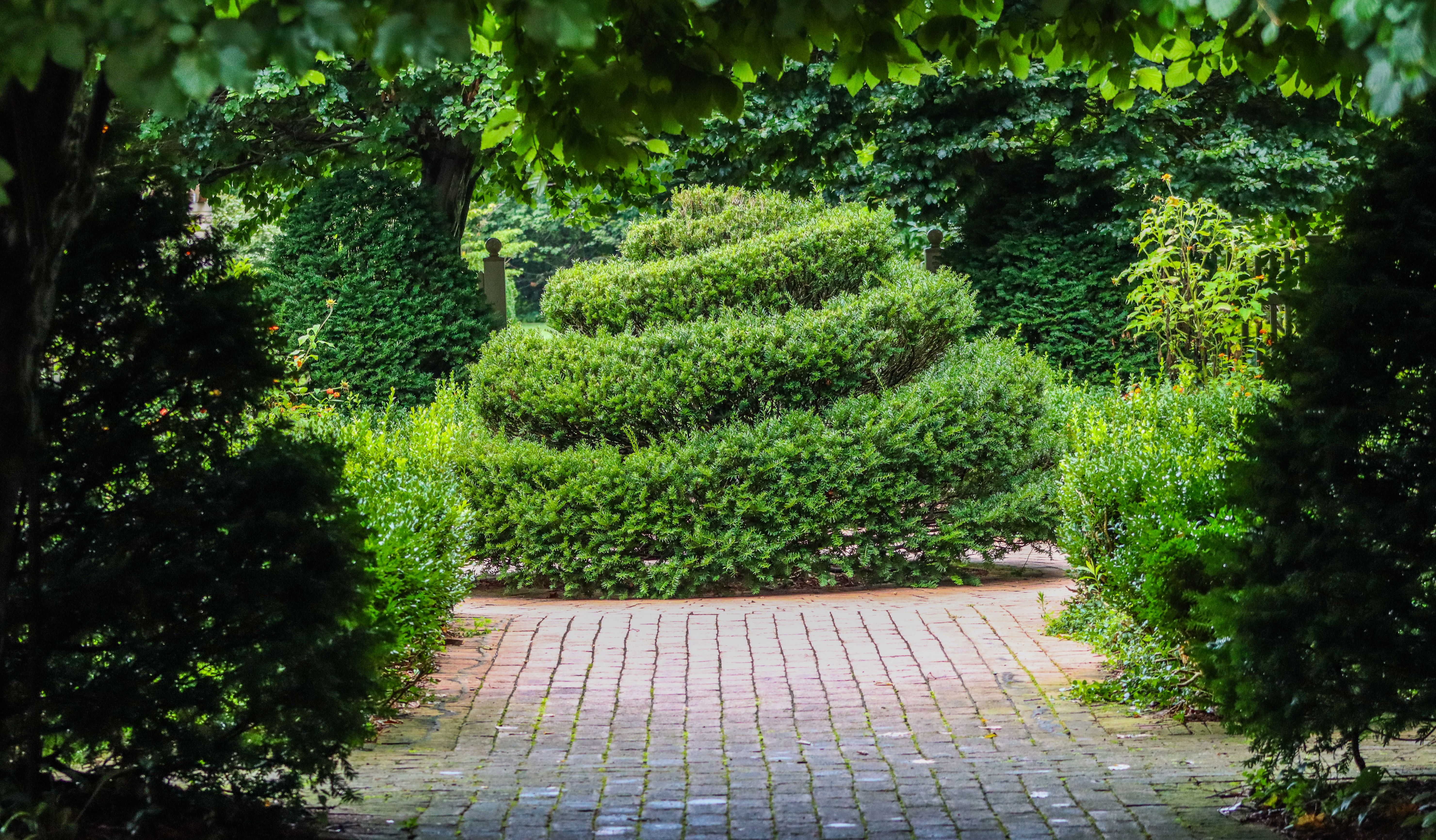 Spiral-shaped topiary shrub beside brick garden pathway — Hollywood juniper tree formal pruning in Surrey BC landscape