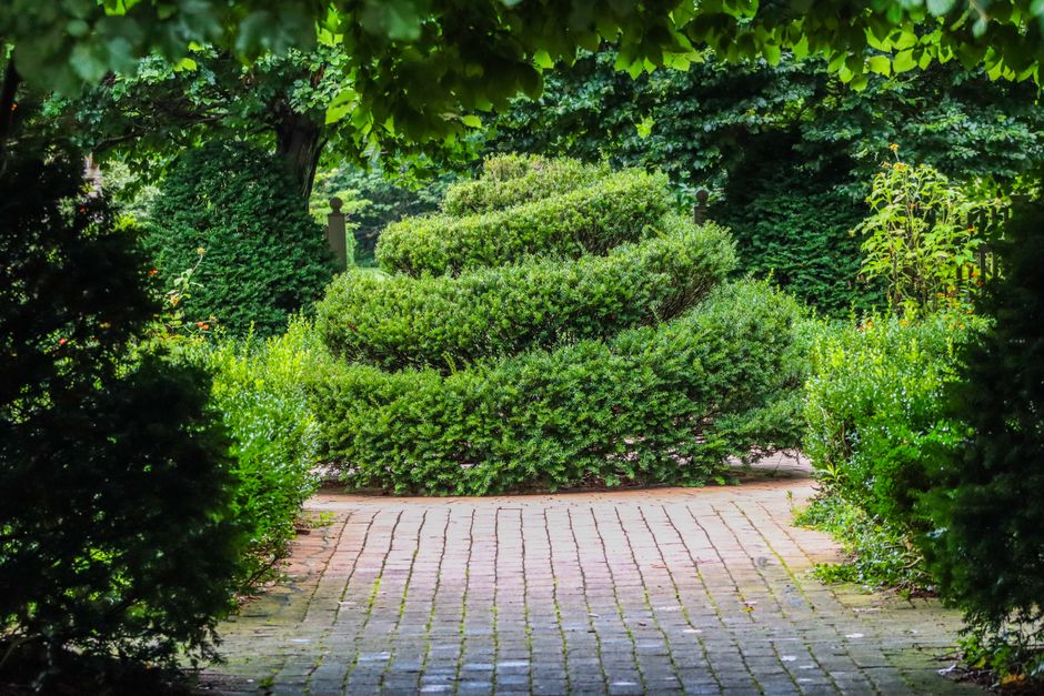Spiral-shaped topiary shrub beside brick garden pathway — Hollywood juniper tree formal pruning in Surrey BC landscape