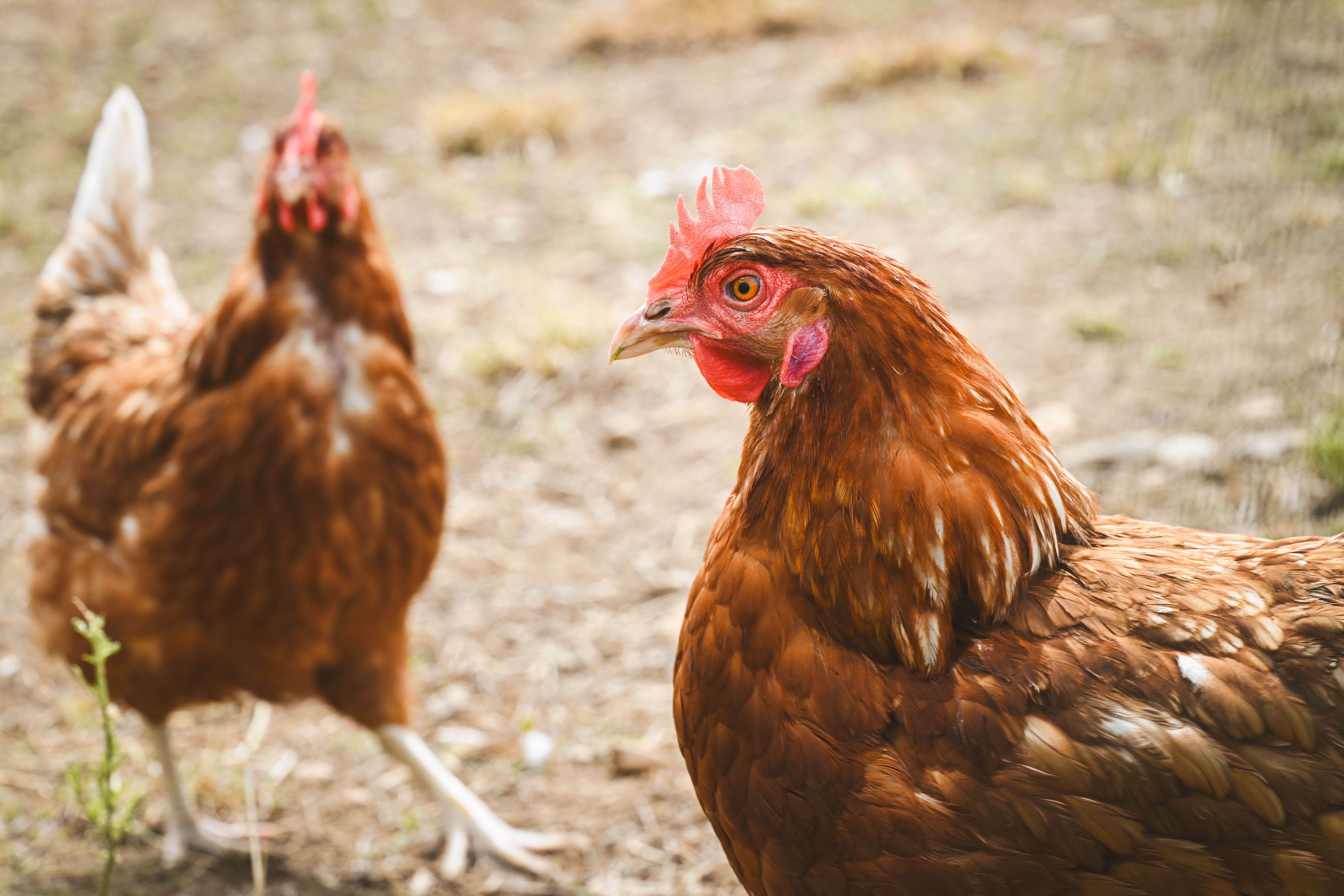 Poule : Guide élevage jardin complet 2026