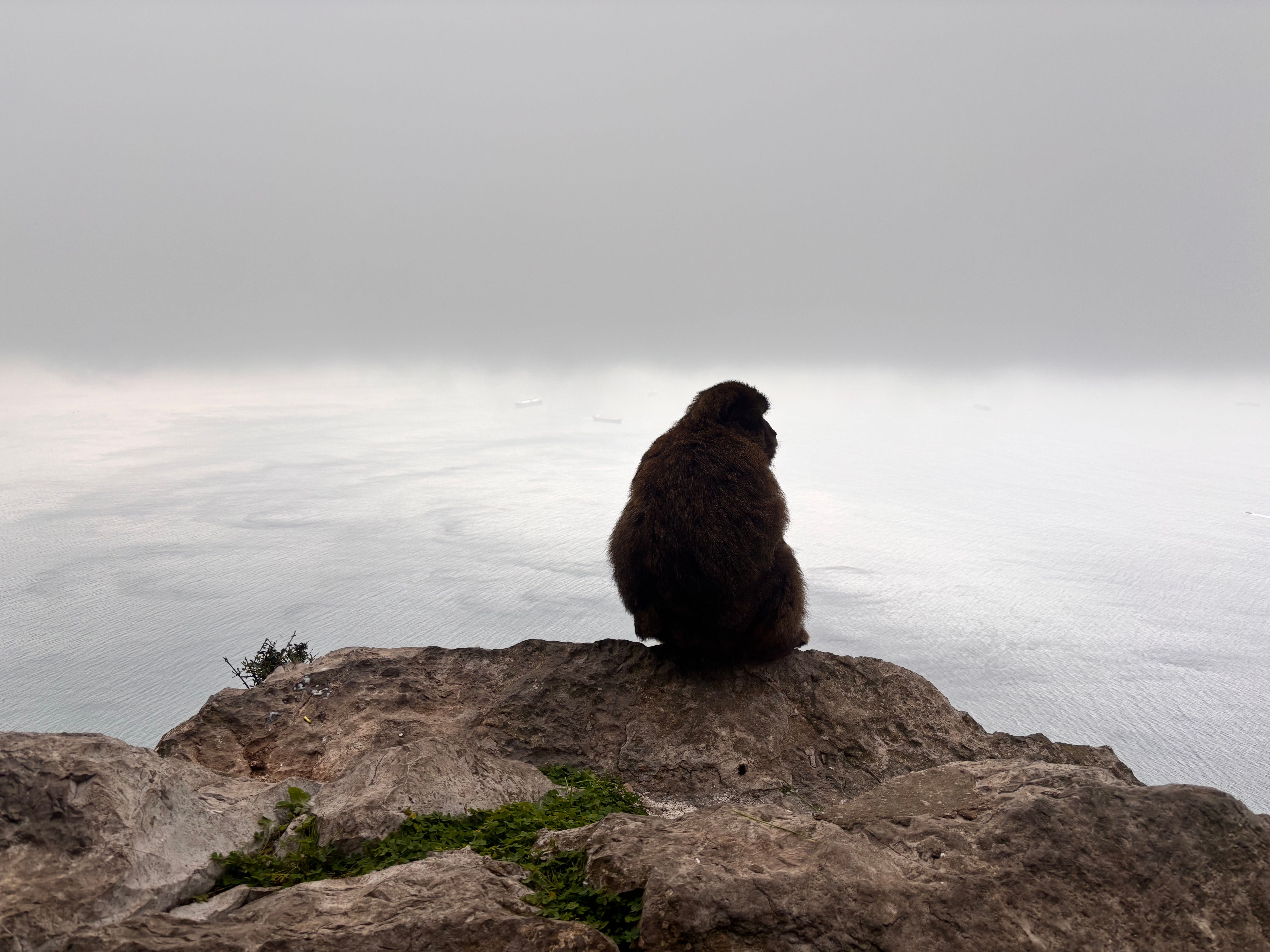 Barbary macaque sits alone on a cliff, gazing over the sea and foggy horizon.