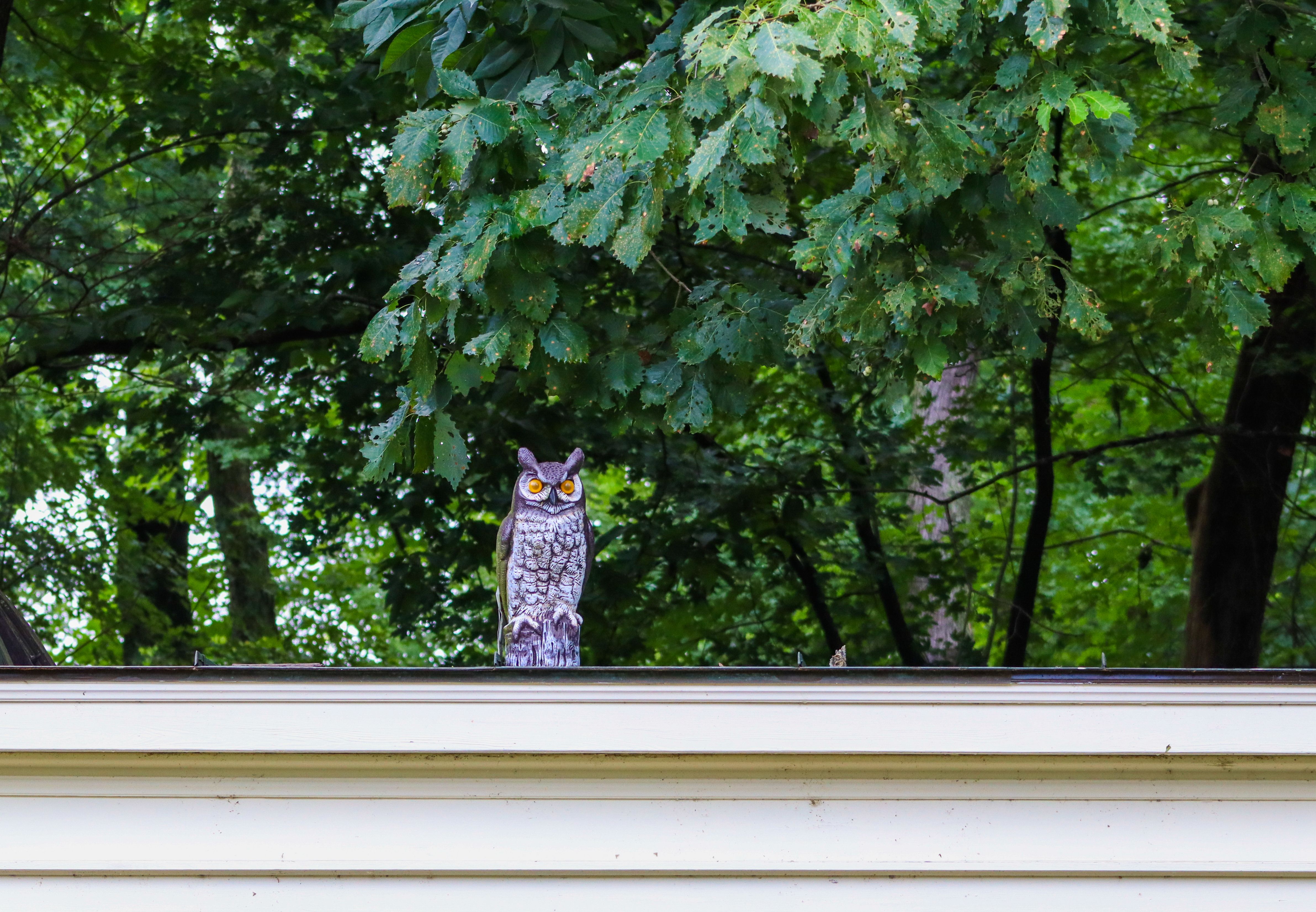 A plastic owl perched on a rooftop against a lush green forest backdrop.