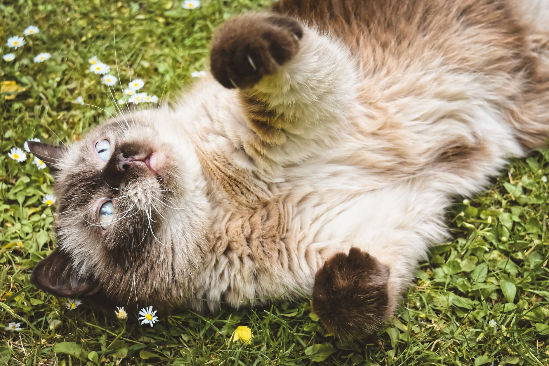 Healthcare and wellness consultation for a cat