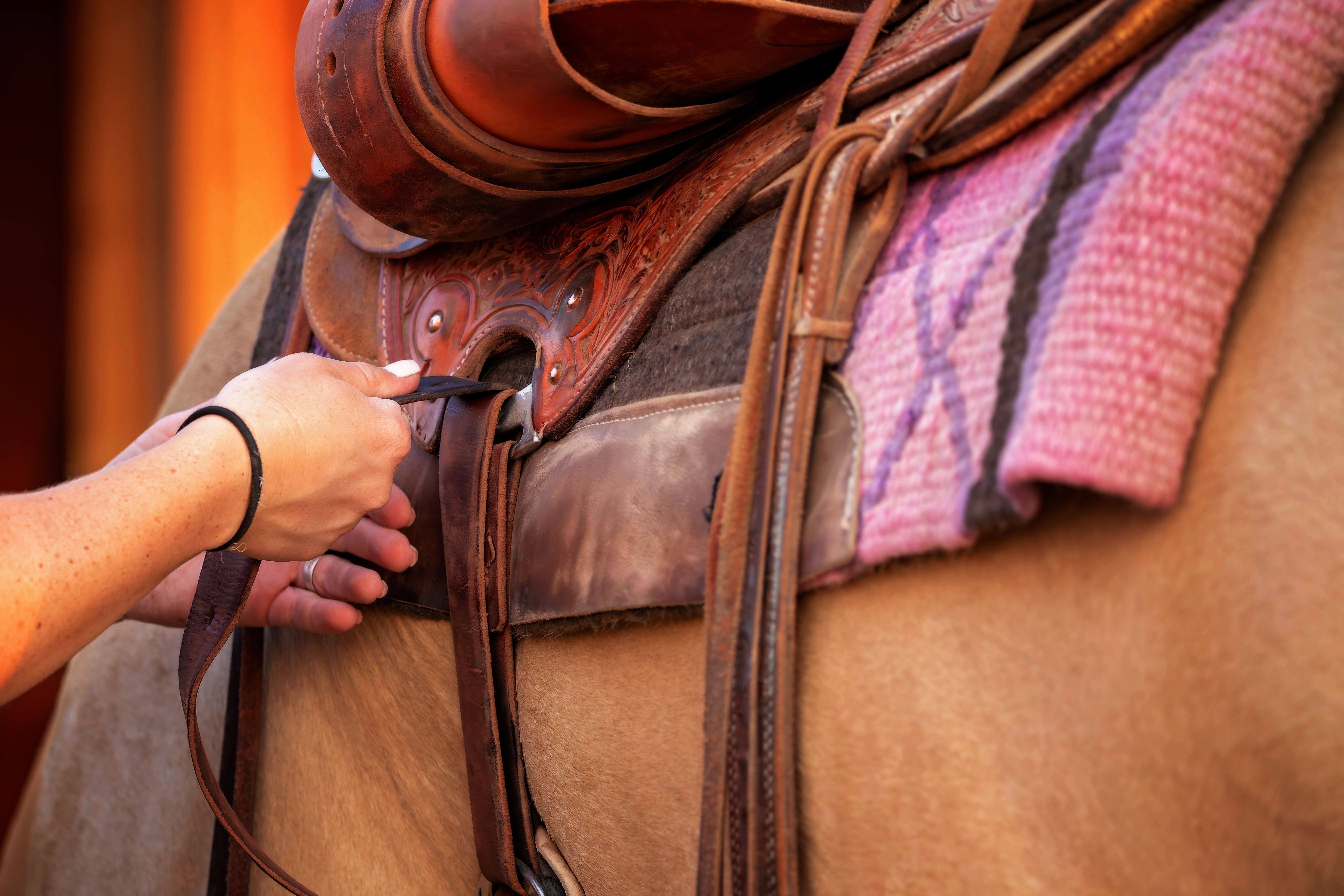 A person securing a saddle on a horse, showcasing equestrian tack and craftsmanship.