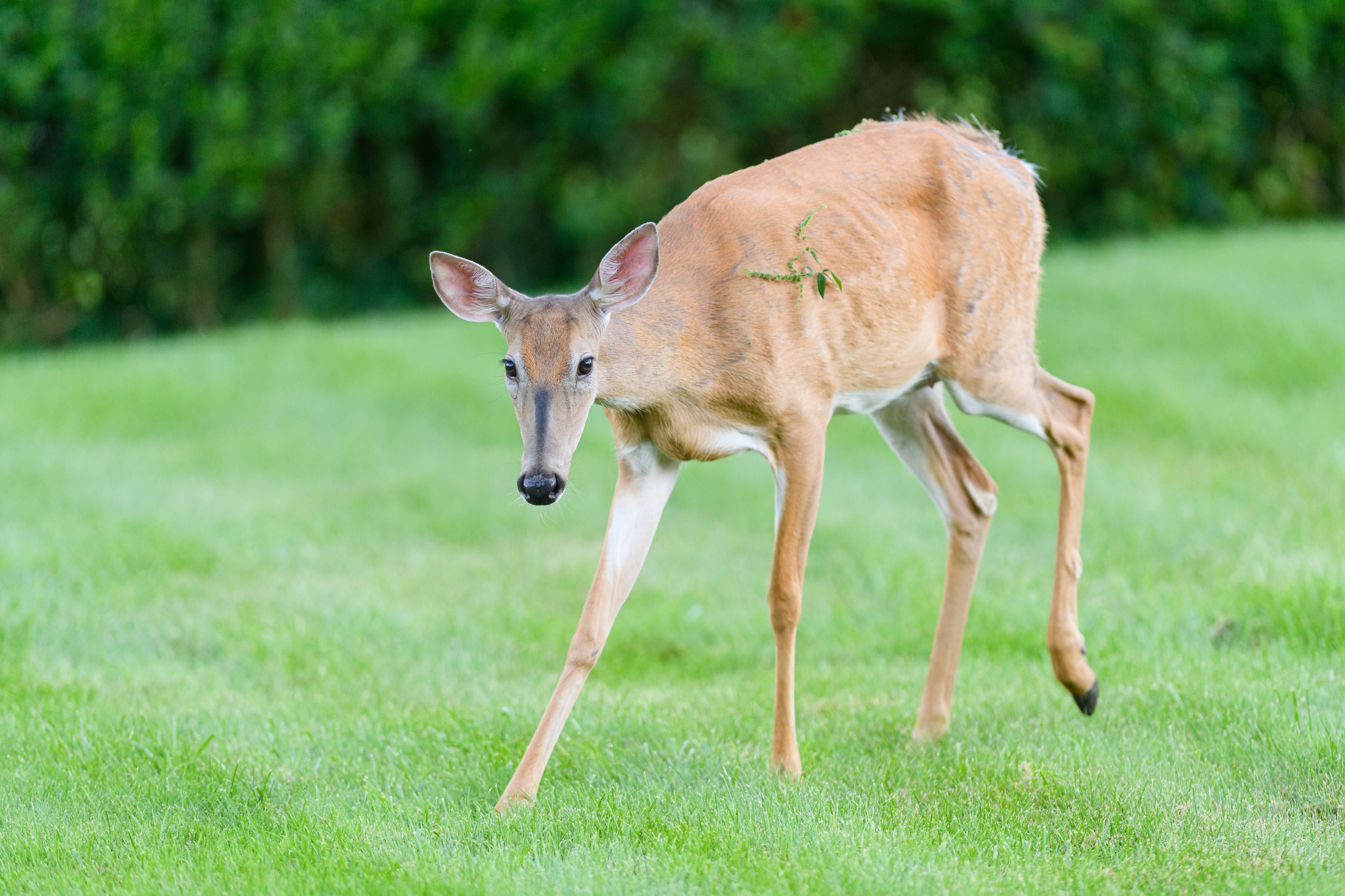 chronic wasting disease