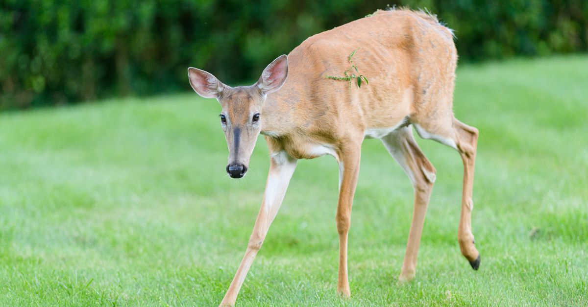 chronic wasting disease