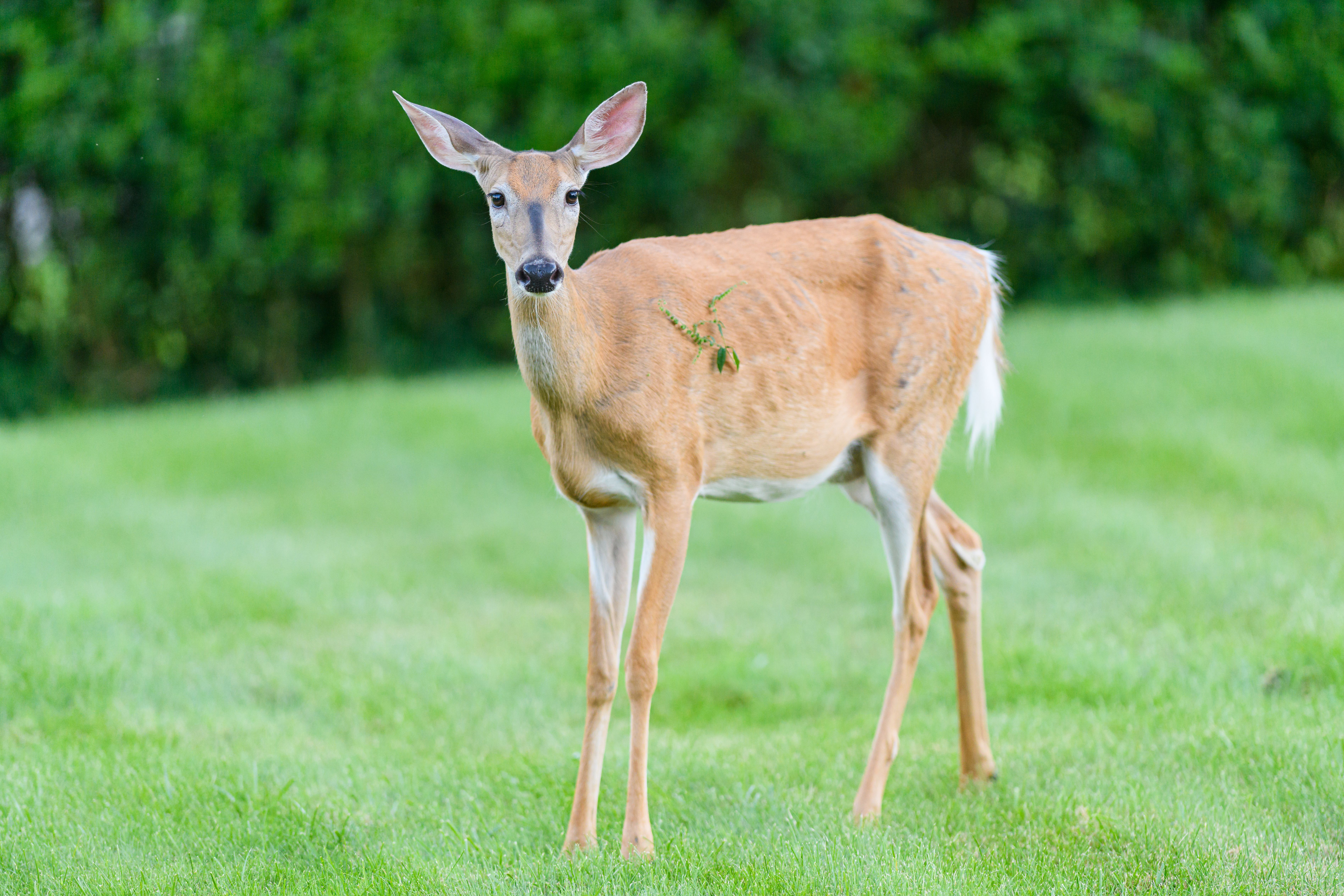 Ontario Seeks Hunter and Farmer Help to Track Chronic Wasting Disease in Deer
