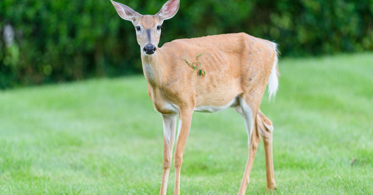Ontario Seeks Hunter and Farmer Help to Track Chronic Wasting Disease in Deer