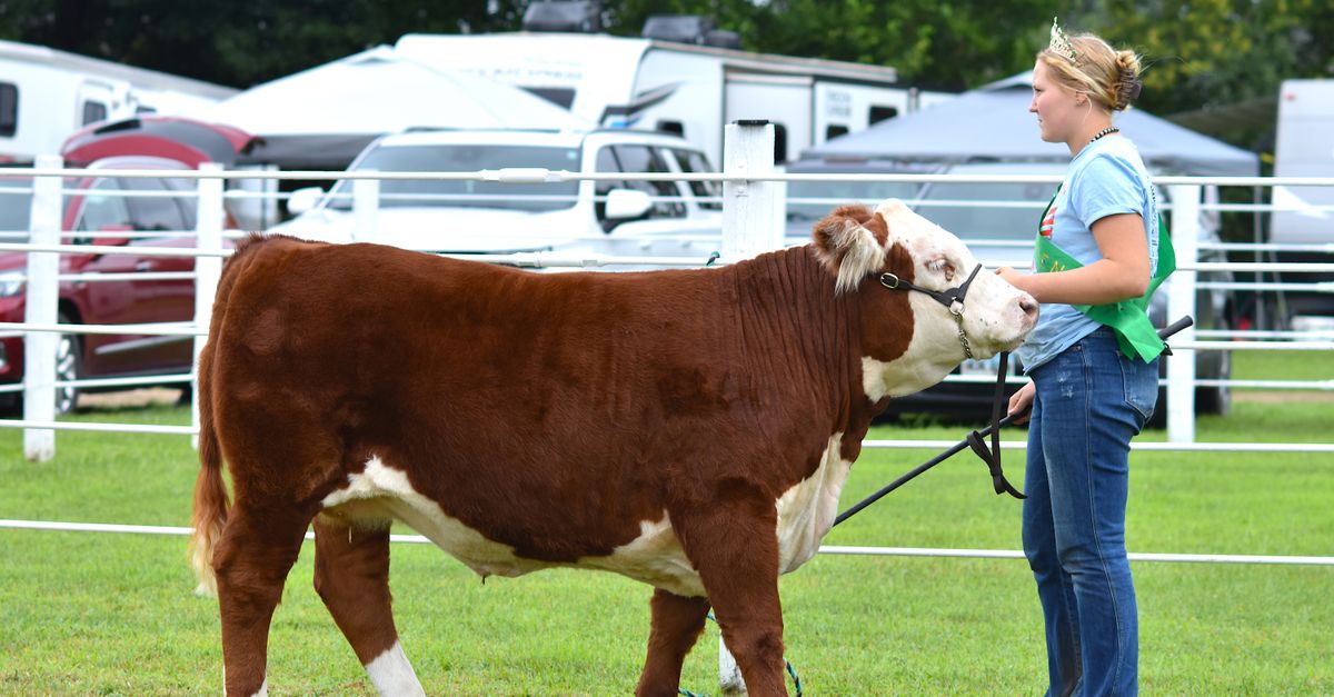 A young adult presents a prize-winning Hereford cow at an outdoor fair.