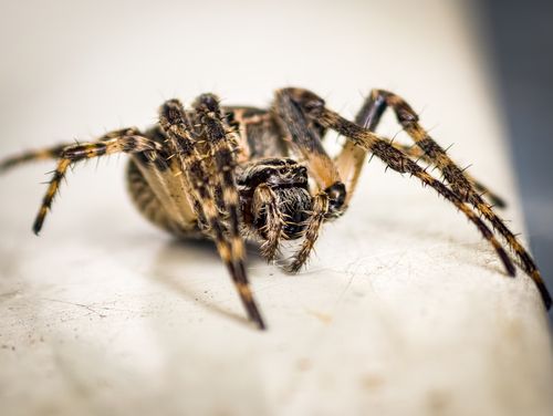 Free High-detail macro shot of a common garden spider, showcasing intricate details and textures. Stock Photo