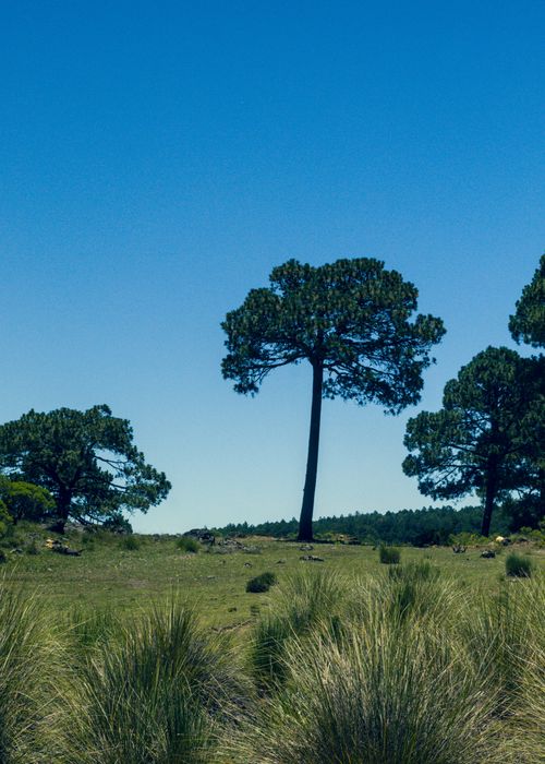 Free Tranquil forest scene capturing iconic pine trees under a clear blue sky in Perote, Veracruz, Mexico. Stock Photo