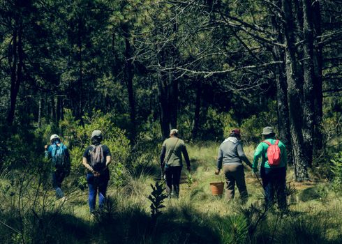 Group of hikers exploring a lush forest trail in Perote, Veracruz, Mexico under clear daylight.