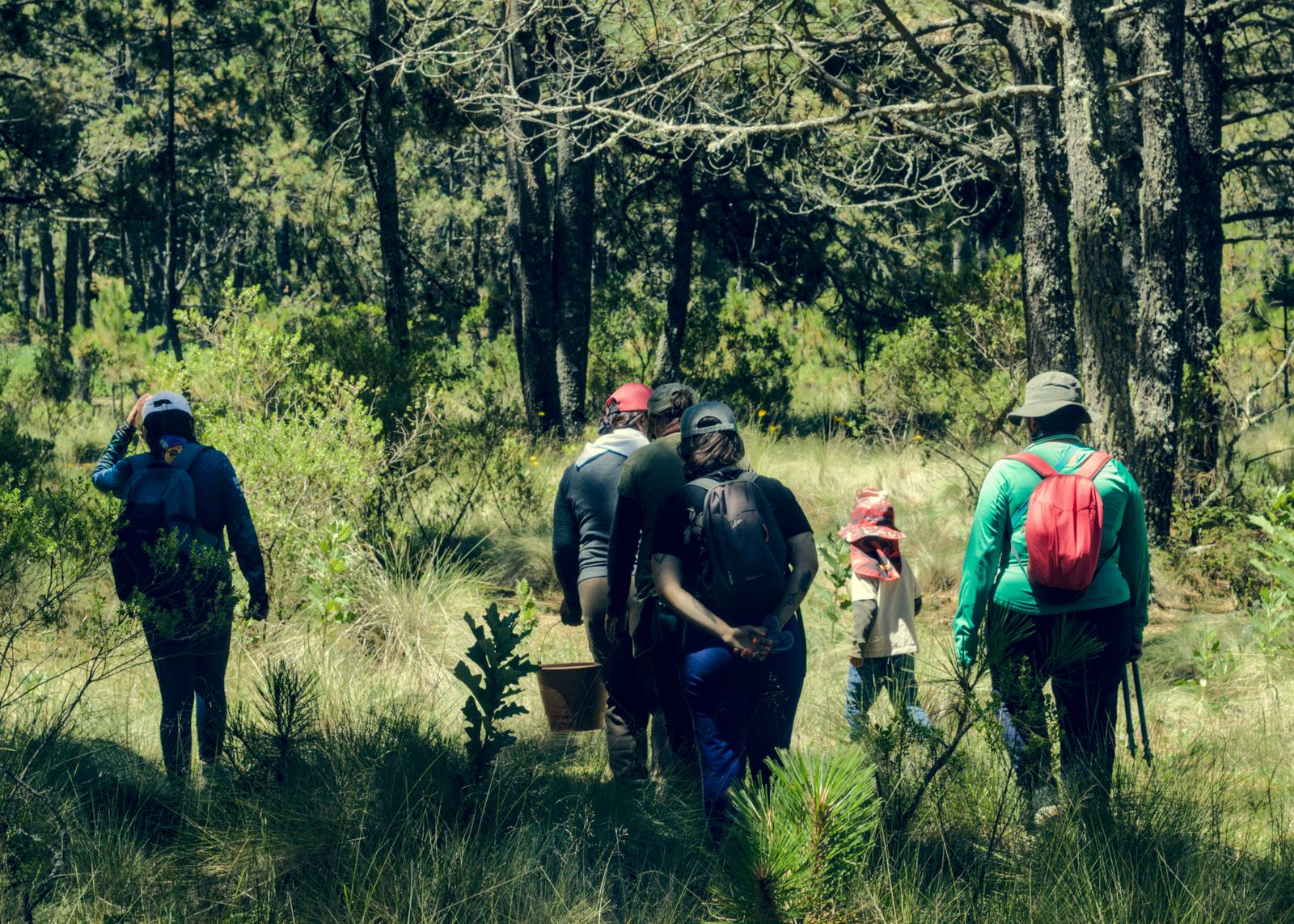 A survey crew walking a lichen-hung pine understory at Ridgemoss — photo by Silva Montanis on Pexels