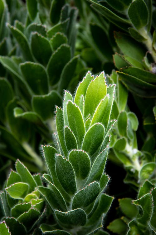 Green Plant in Close Up Photography