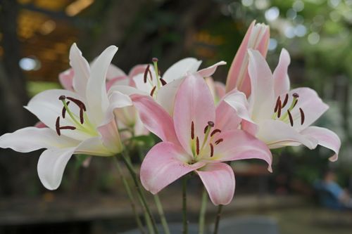 Free Close-up image of vibrant pink Asiatic lilies in full bloom, showcasing their delicate petals and stamen. Stock Photo