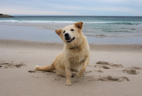 Brown Dog on the Shore