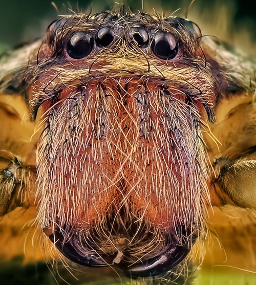 Free Close-up macro image highlighting the intricate details of a hairy wolf spider's face and eyes. Stock Photo