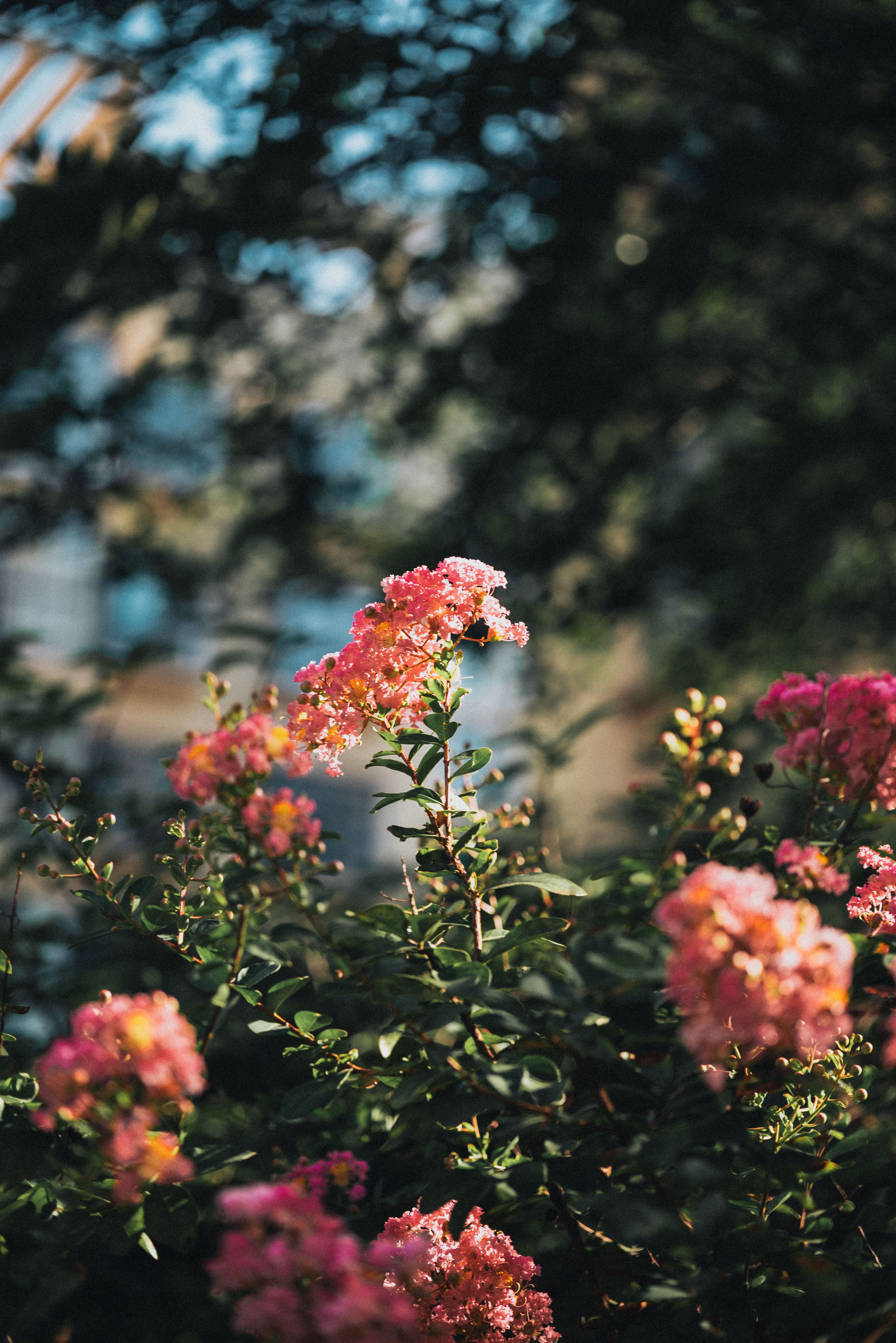 [ColoSach]-bright-pink-crepe-myrtle-flowers-in-a-sunny-garden-setting,-conveying-a-sense-of-natural-beauty-and-vibrancy.