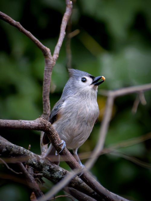 Free A Tufted Titmouse (Baeolophus bicolor) perched on a branch in an Atlanta forest. Stock Photo