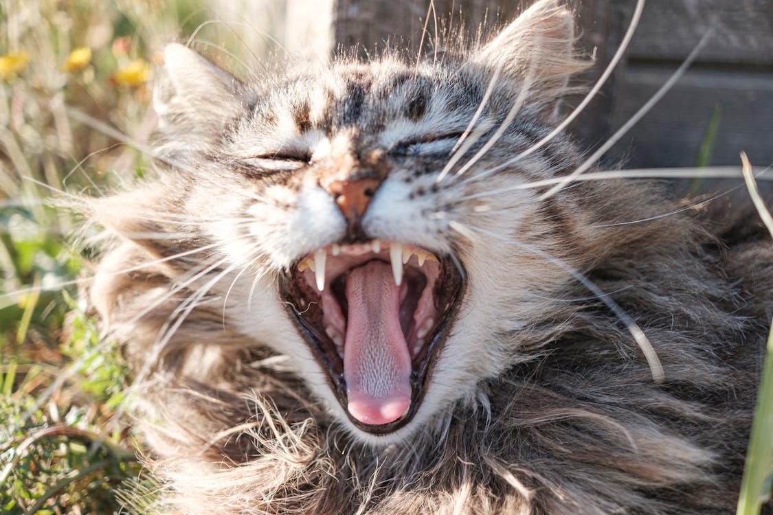 Free stock photo of cat, freedom, natural light