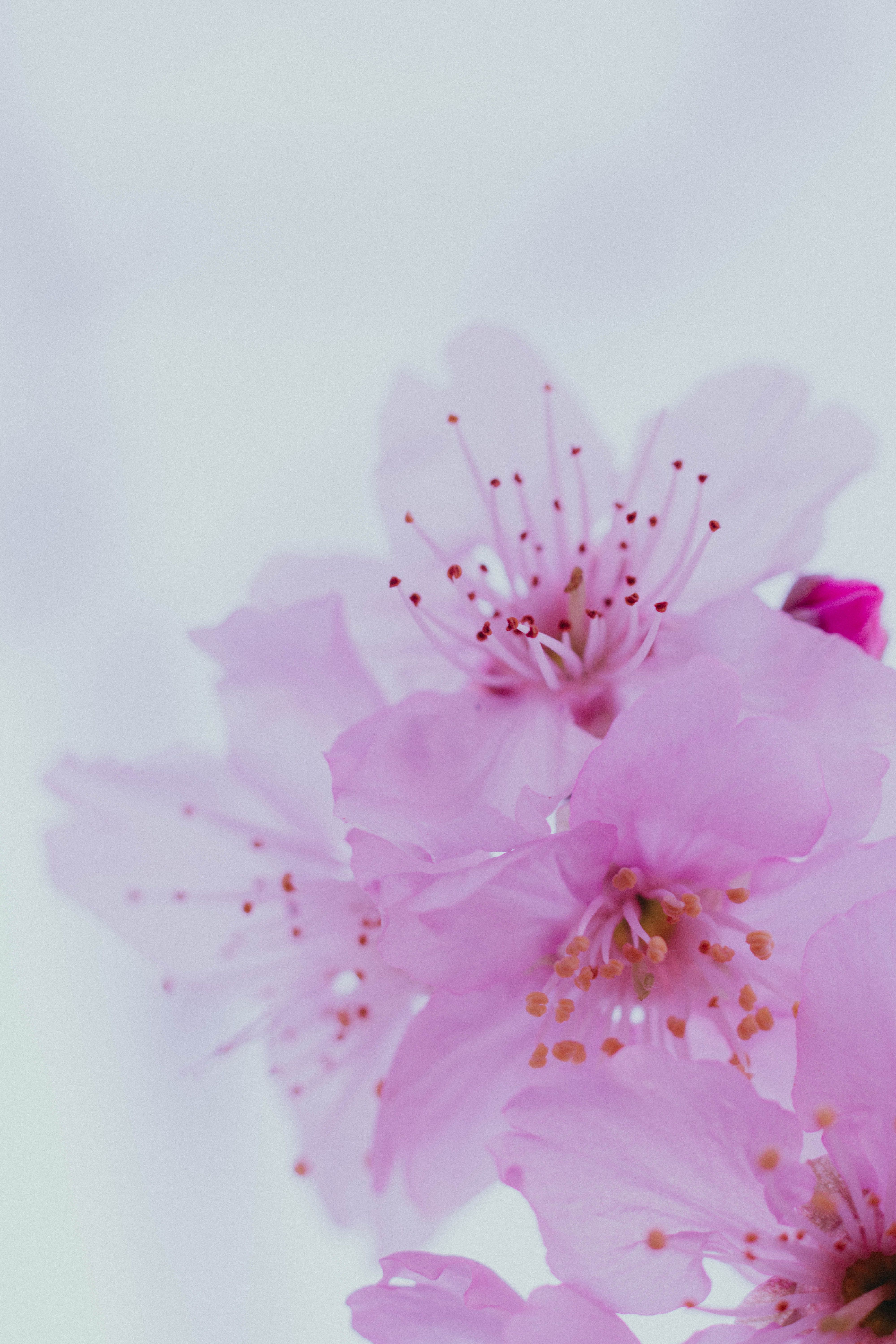 [ColoSach]-soft-focus-close-up-of-pink-cherry-blossoms,-showcasing-delicate-petals-and-vivid-details.