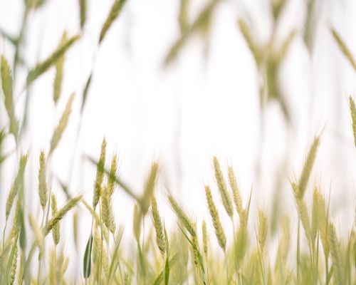 Free A serene view of a sunlit wheat field with wheat stalks swaying in the breeze. Stock Photo