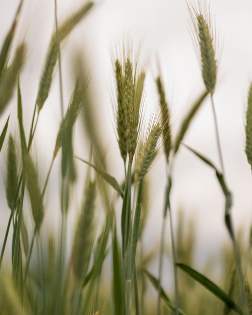Free Close-up of green wheat stalks swaying in a serene summer field, showcasing natural beauty. Stock Photo