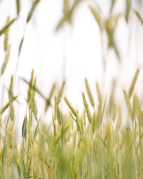 Free Close-up view of a golden wheat field in summer, showcasing the natural beauty of agriculture. Stock Photo