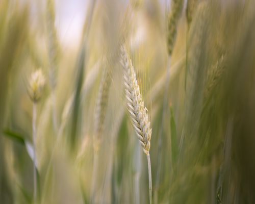 Free Detailed view of ripe wheat stalks gently swaying in a summer breeze. Stock Photo