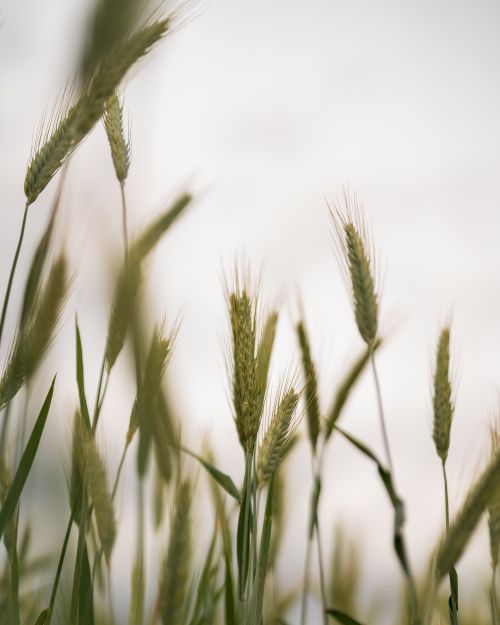 Free Close-up of ripening wheat heads swaying in a sunlit field under a cloudy sky. Stock Photo
