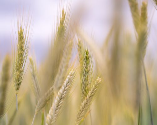 Free Close-up of golden wheat spikes swaying in a breezy summer field with soft light. Stock Photo