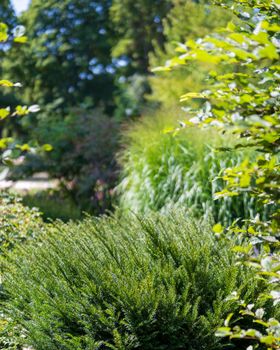 Explore the vibrant greenery and tranquil beauty of a lush summer garden landscape.
