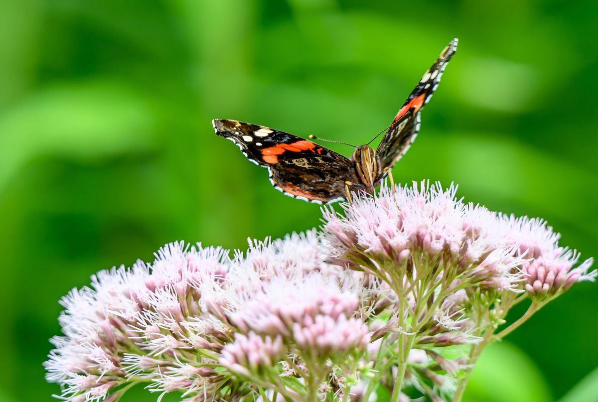 13 Bee-Friendly Perennials to Plant This Fall 3 Red admiral butterfly on pink Joe-Pye weed flowers