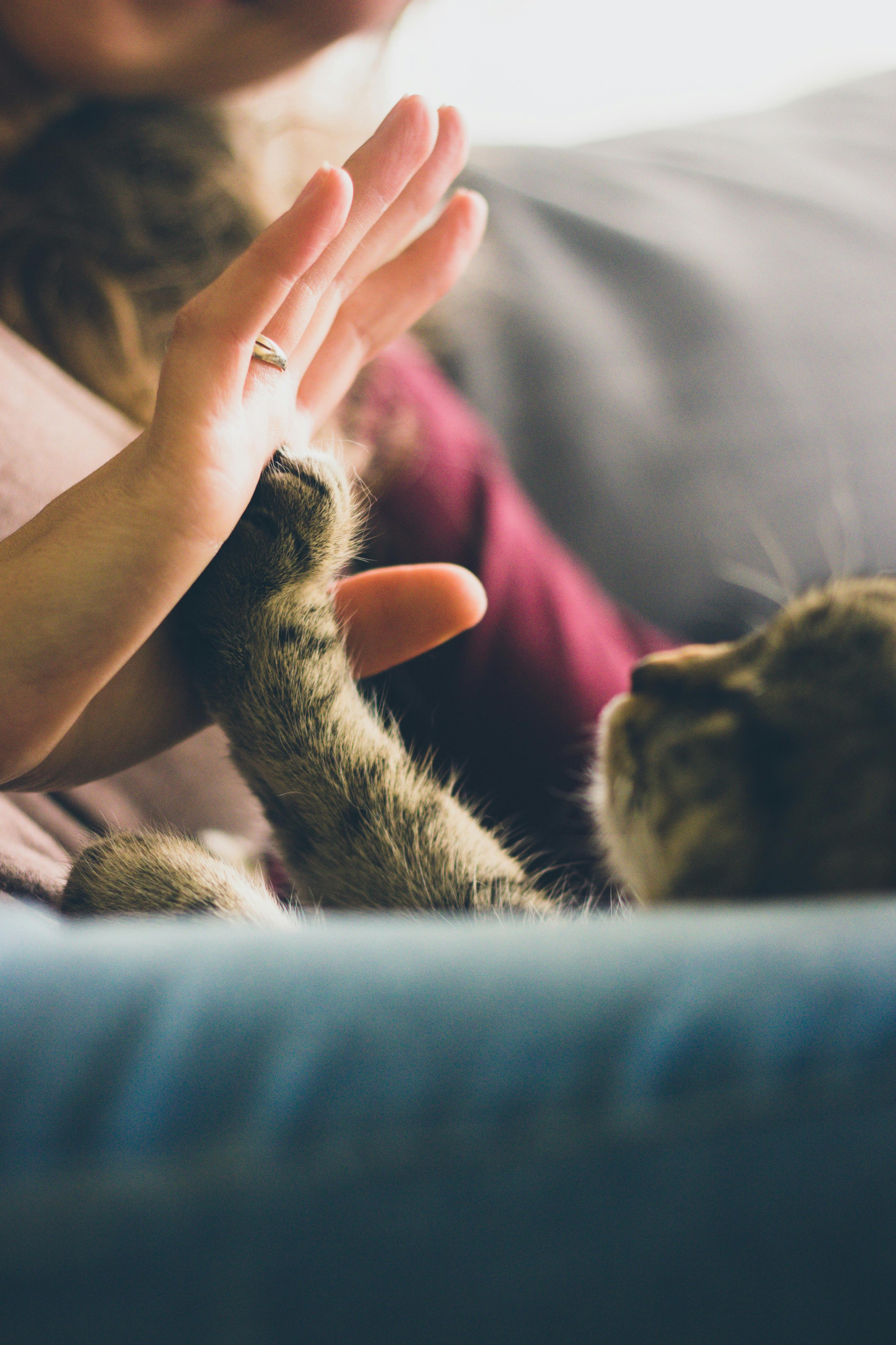 Person Giving High Five To Grey Cat Free Stock Photo