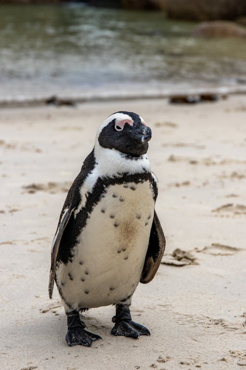 Black And White Penguin On Brown Sand