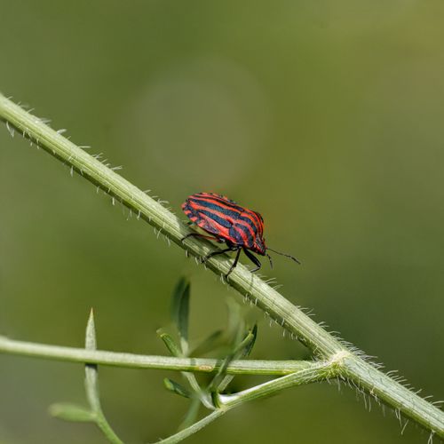 Free Close-up of a colorful striped shield bug resting on a green stem, highlighting insect details in nature. Stock Photo