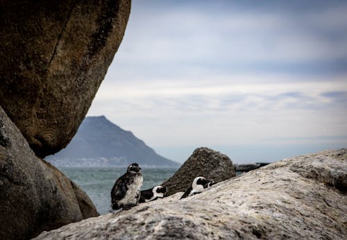 Kostenlos Kostenloses Stock Foto zu afrikanische pinguine, felsen, meerestiere Stock-Foto