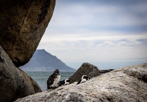 Free African penguins resting on the rocks by the ocean in Cape Town, South Africa. Stock Photo