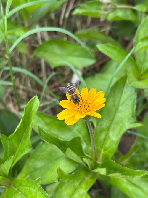 Free Close-up of a bee collecting nectar from a vivid yellow flower in a lush green garden in India. Stock Photo