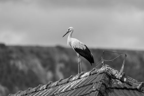 Free A stork perches elegantly on a rooftop against a blurred scenic backdrop. Stock Photo
