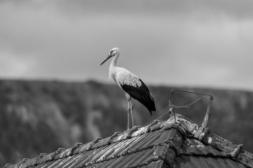 Free A stork perched on a rooftop against a blurred background, captured in monochrome. Stock Photo