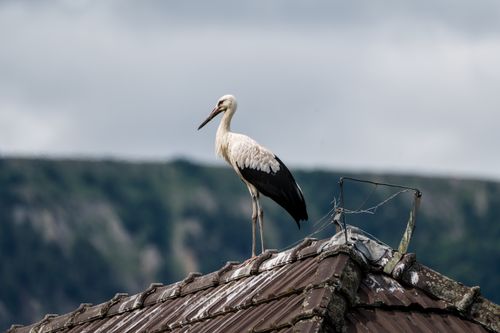Free A white stork stands on a rooftop in Switzerland with a scenic mountain background. Stock Photo