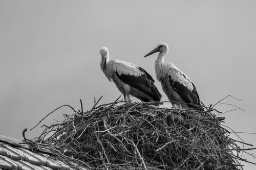 Free Two storks resting on a rooftop nest captured in elegant black and white. Stock Photo