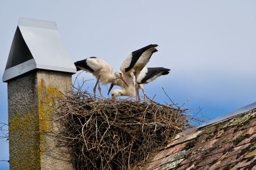 Free Two white storks building a nest on a rooftop chimney, showcasing nature's adaptability. Stock Photo