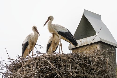 Free Two white storks perched on a nest atop a chimney in a Swiss village. Stock Photo